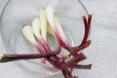 Quick Pickled Vegetables
