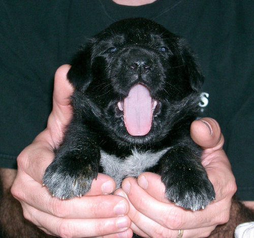 Rawr!