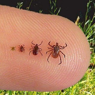 How to Prevent Lyme Disease