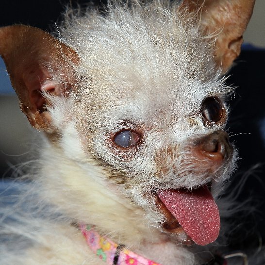 2012 World's Ugliest Dog Contestant Pictures 2012 World's Ugliest Dog Contestant Pictures