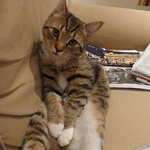 America's Next Top Cat Model