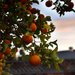Oranges