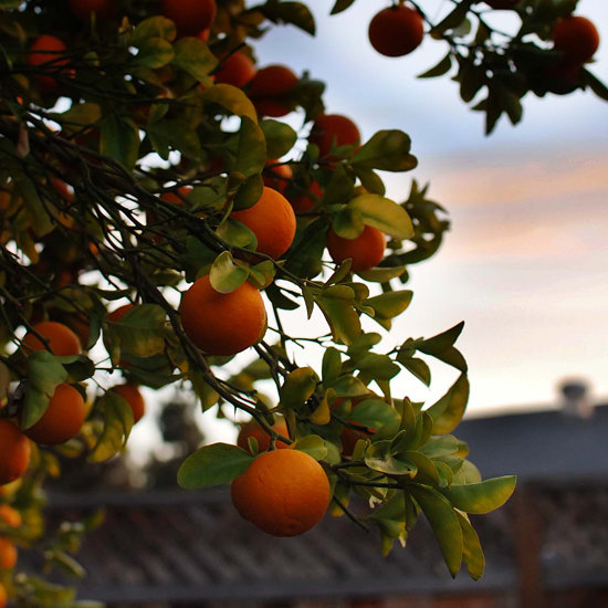 Oranges Oranges