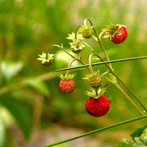 Strawberries Strawberries