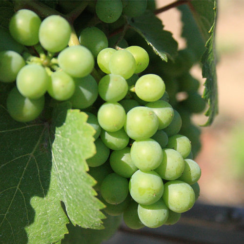 Grapeseed Oil Grapeseed Oil