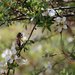 Manuka Honey