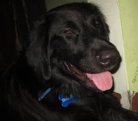 Drake my Lab