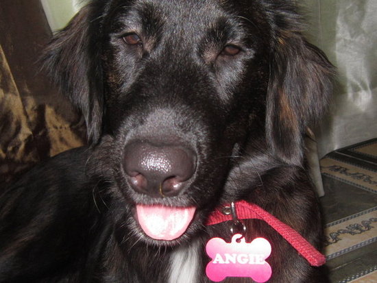 Angie My Lab 01