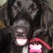 Angie my Lab 01
