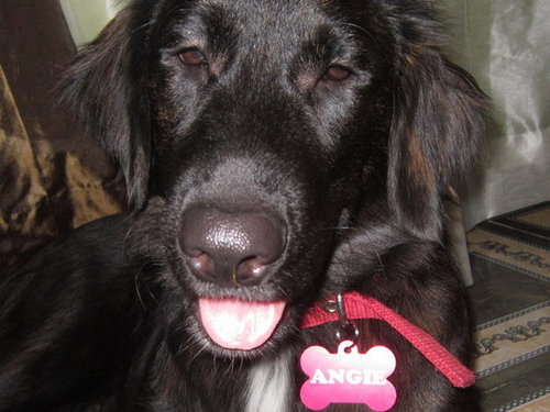 Angie my Lab 01