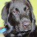 I love my Labs