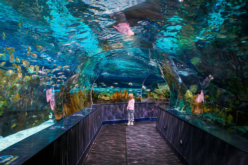 Ripley's Aquarium of the Smokies: Gatlinburg, TN Ripley's Aquarium of the Smokies: Gatlinburg, TN
