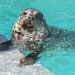 Aquarium of the Pacific: Long Beach, CA