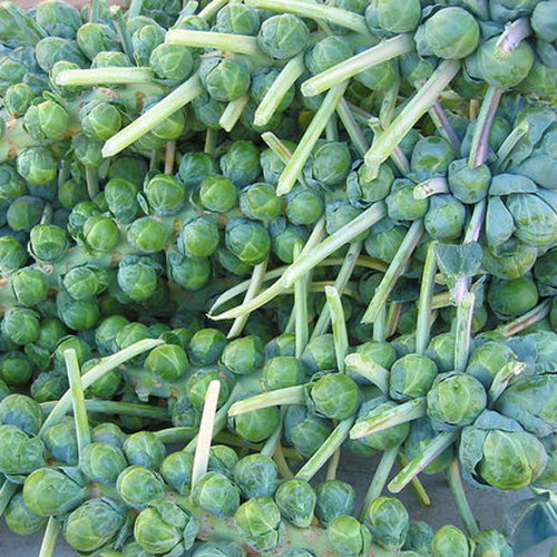 Brussels Sprouts: Love Them or Leave Them? Brussels Sprouts: Love Them or Leave Them?