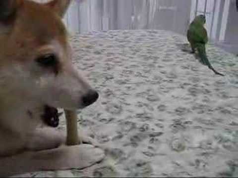 It's a Toss Up: Dog (Sort of) Shares Rawhide with Bird 