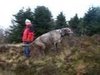 Irish Wolfhounds or Scottish Deerhounds?