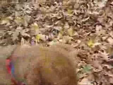 Super-Cute Video: Honey's on the Ball, in the Leaves 