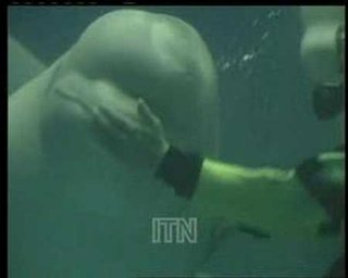 Super-Cute Video: Baby Belugas Blowing Bubbles