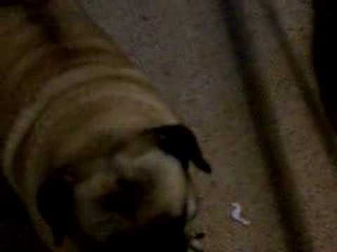 Pug Wants Yummy, Yummy Yummies!