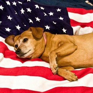 Dogs Hate Fireworks
