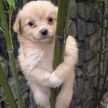 It's my own personal belief that I climb bamboo better than koalas do.
Source: Flickr user Mistur Pants
It's my own personal belief that I climb bamboo better than koalas do.
Source: Flickr user Mistur Pants