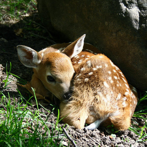 Don't make me blush! I'm pretty fawned of you too.
Source: Flickr user Chapendra
Don't make me blush! I'm pretty fawned of you too.
Source: Flickr user Chapendra