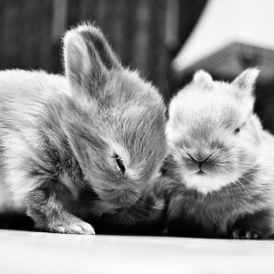 Two bunnies sharing a fur-ny laugh.
Source: Flickr user smbuckley23
Two bunnies sharing a fur-ny laugh.
Source: Flickr user smbuckley23