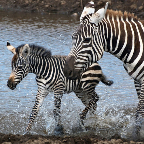 Like mother, like daughter.
Source: Flickr user mammal
Like mother, like daughter.
Source: Flickr user mammal