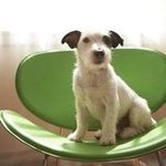 Pictures of Common Ear Shapes For Dogs