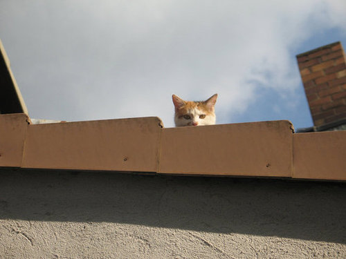 Source: Flickr user Acheron333
Source: Flickr user Acheron333