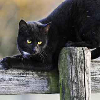 The Most Common Money Superstitions