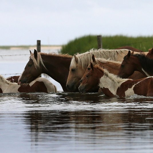 Chincoteague Pony Swim 2012 | Pictures Chincoteague Pony Swim 2012 | Pictures