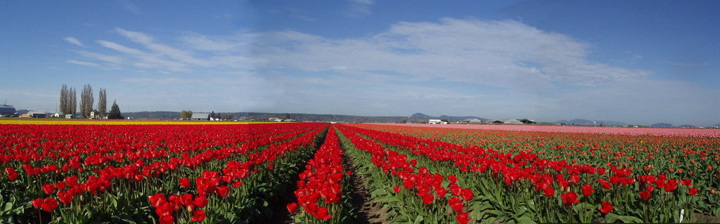Buy Wholesale Flowers Buy Wholesale Flowers