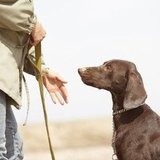 Essential Hand Signals For Dogs Essential Hand Signals For Dogs