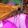 Butterfly Close-Up Picture