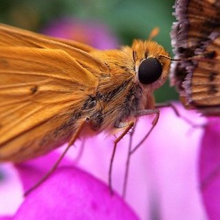 Butterfly Close-Up Picture