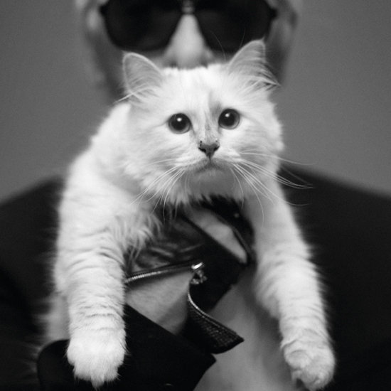 Choupette the Celebrity