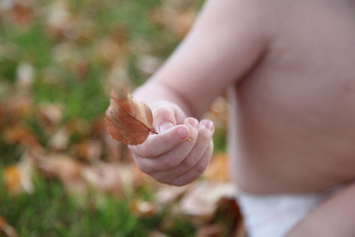 Just the Leaf Just the Leaf