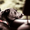 What to Bring on a Road Trip With Pets