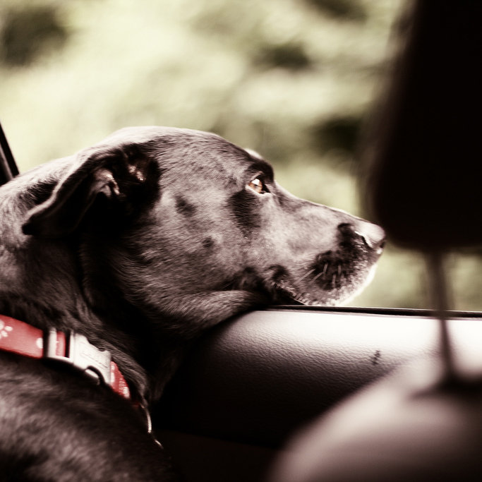 What to Bring on a Road Trip With Pets What to Bring on a Road Trip With Pets