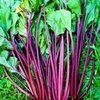 Fruits and Vegetables High in Calcium