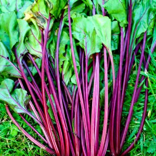 Fruits and Vegetables High in Calcium
