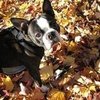 Dogs and Cats in Fall Leaves | Pictures