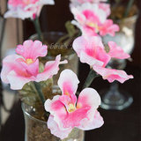 Orchids for Sydney