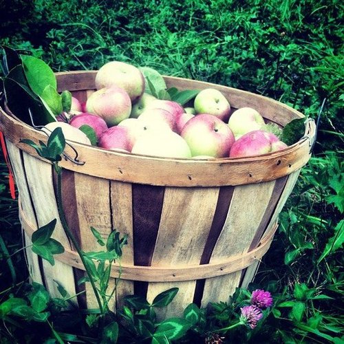 Pick Apples Pick Apples