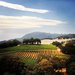 Enjoy Wine Harvest 