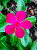 Pretty in pink