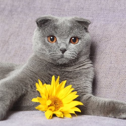 Which Fall Flowers Are Poisonous to Pets? Which Fall Flowers Are Poisonous to Pets?