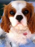 Lucy