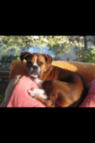 Boxer Time